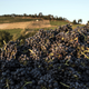 Wine grapes at a Beaujolais vineyard